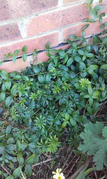 Yet another plant Id
