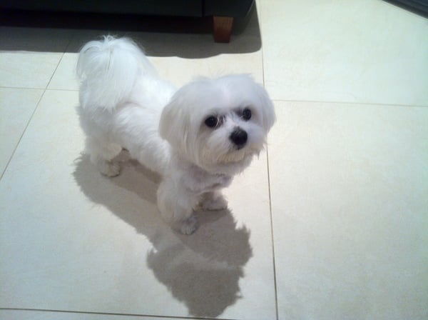 Small, child friendly, low shedding breed?
