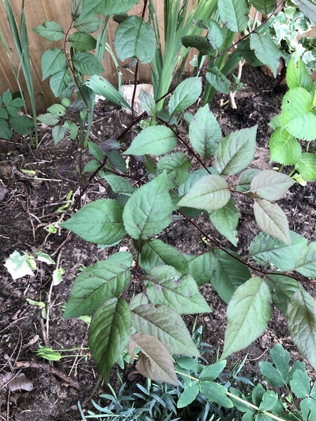 Sorry to be a pain but can anyone ID this for me?