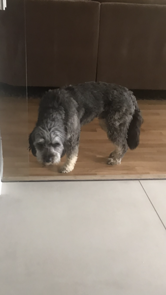 What on earth is wrong with the dog?