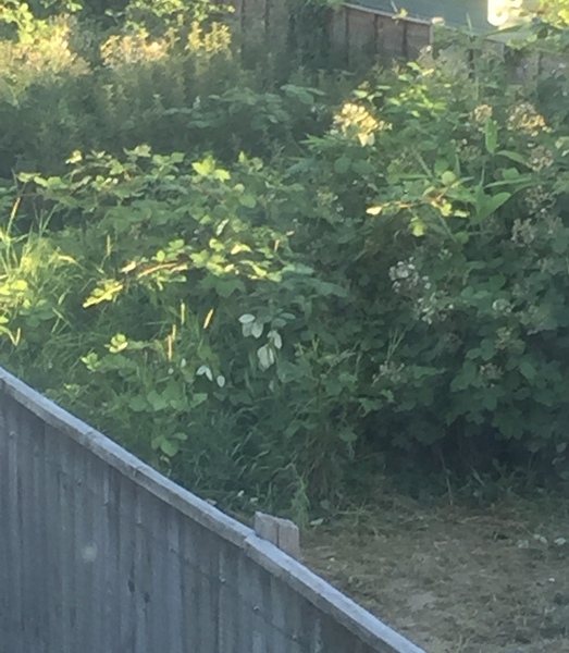 To have told neighbour I wouldn’t lend them our lawn mower for this