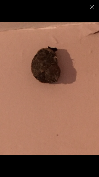 To not let DD back in her room tonight? Freaked out.... what is this?