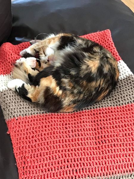 Show me your torties