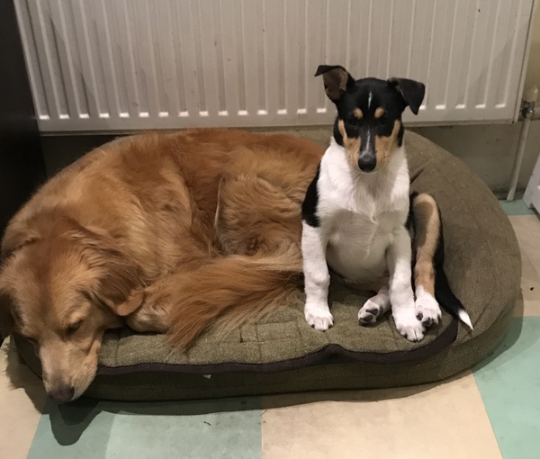 General Dog Chat Part II
