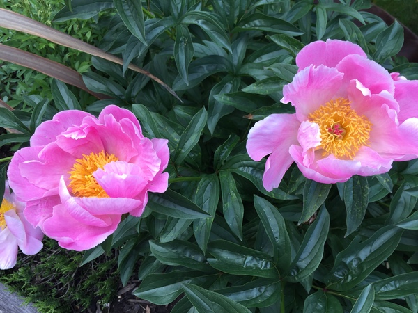 Show off your peonies!