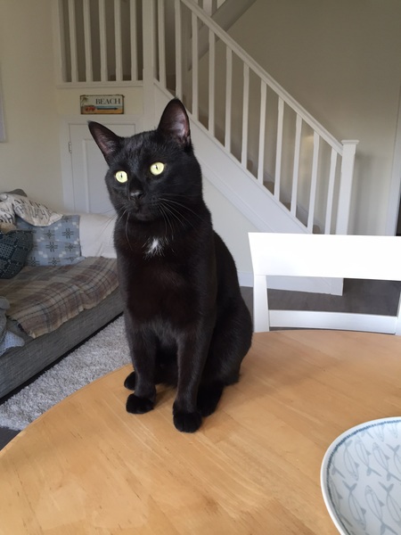 New Kitten! With pics!