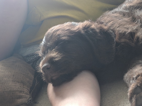 I love my pup because...