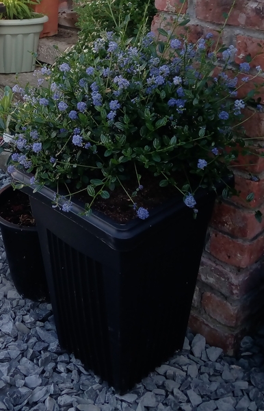 Novice gardener!  What, if anything, can I start doing now?