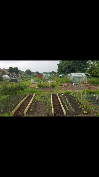 Allotment/Veg Patch Thread 12! Plotmenters hoping for better weather