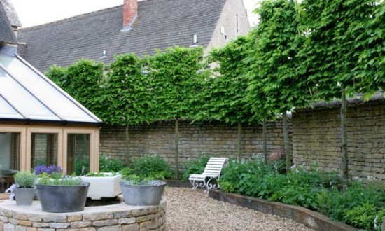 Trees to give us privacy