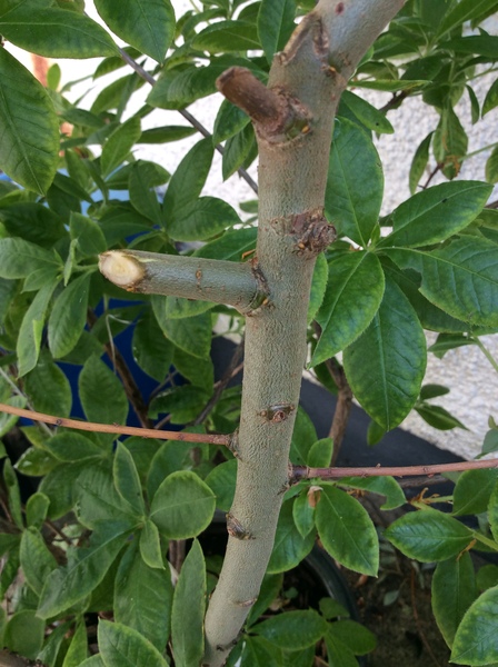 Shrub identification (might be a tree!)