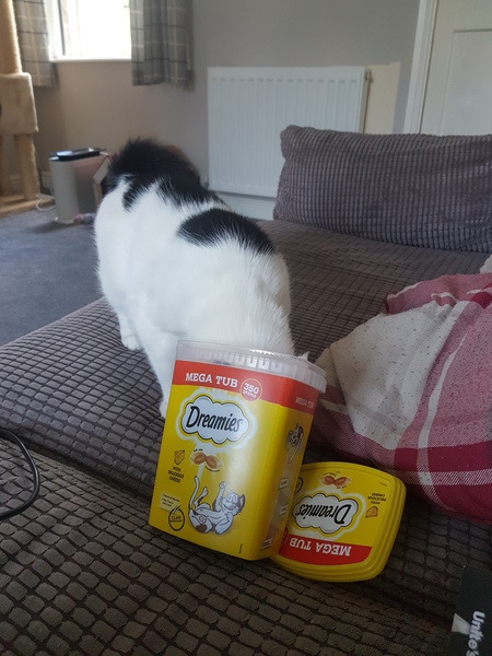 What makes your cat happy?