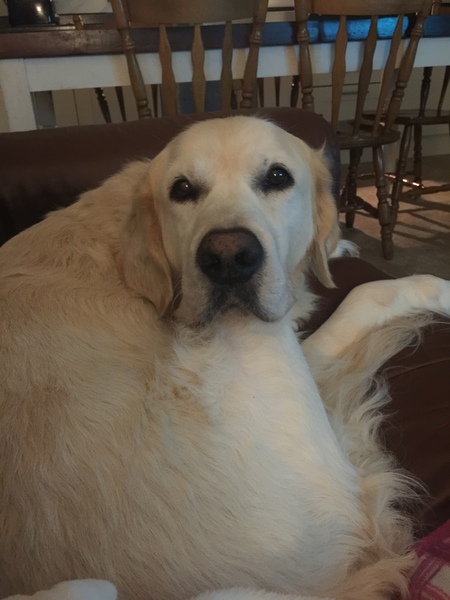 AIBU to think nobody has a dog as good as mine?!