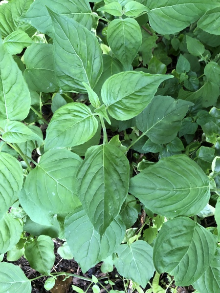 Plant ID again please.