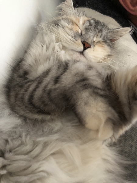Show me your torties