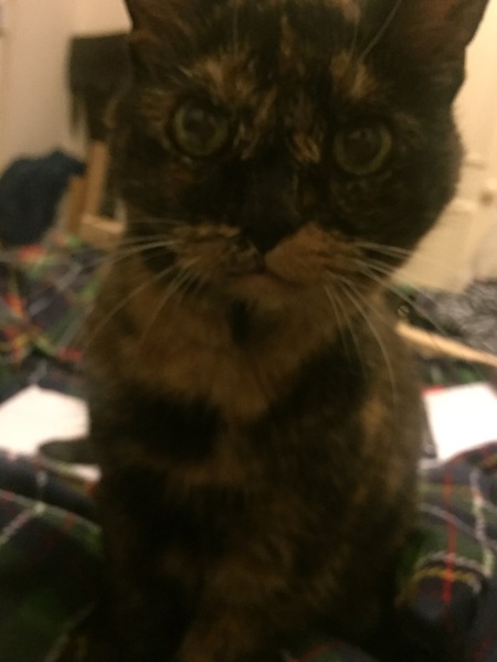 Show me your torties