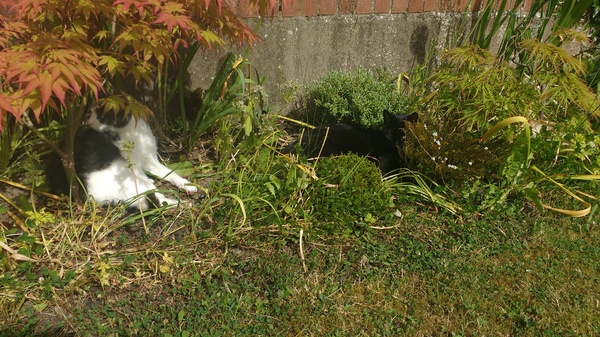 What's your DCat up to today? Episode 6, Return of the... Cats?