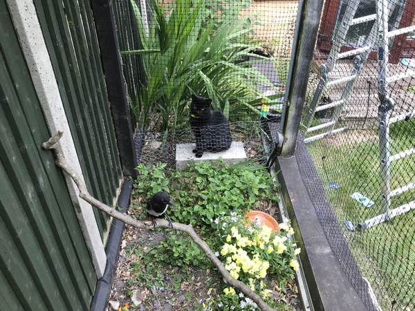 To like the magpies in my garden.