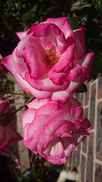 What's blooming in your garden at the moment?