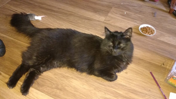 What's your DCat up to today? Episode 6, Return of the... Cats?