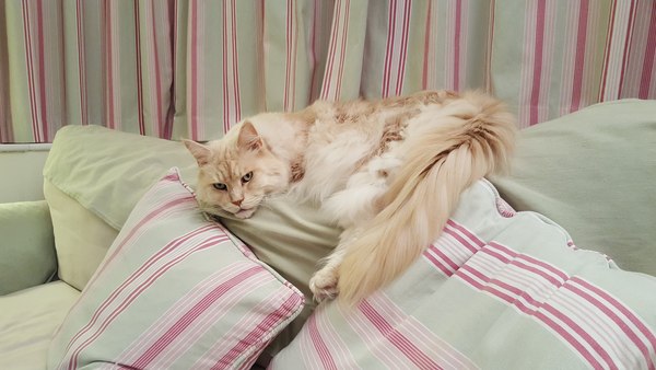 Tell me about your Maine Coons!