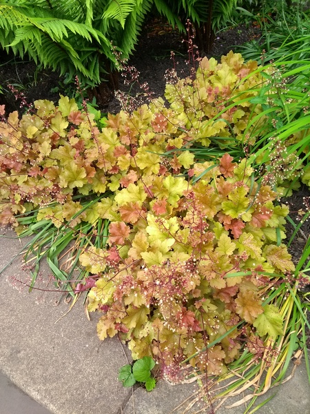 Good shrubs for a lot of bare earth?!