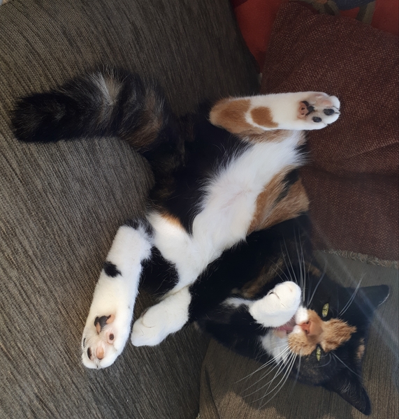 Show me your torties