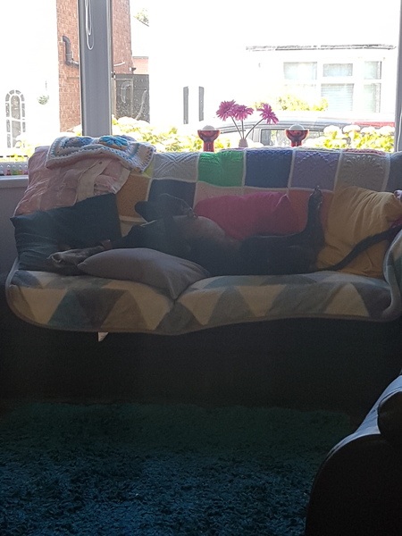 Are all greyhounds so "delicate"?
