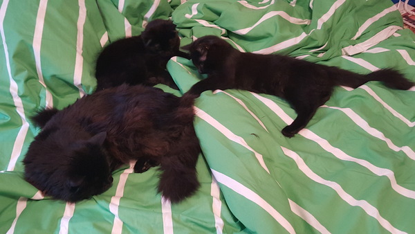 What's your DCat up to today? Episode 6, Return of the... Cats?