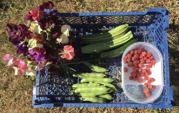 Allotment/Veg Patch Thread 12! Plotmenters hoping for better weather