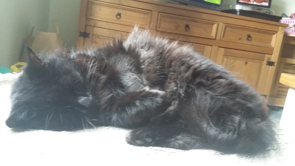 what is it with cats?