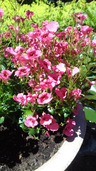 More plant ids please!