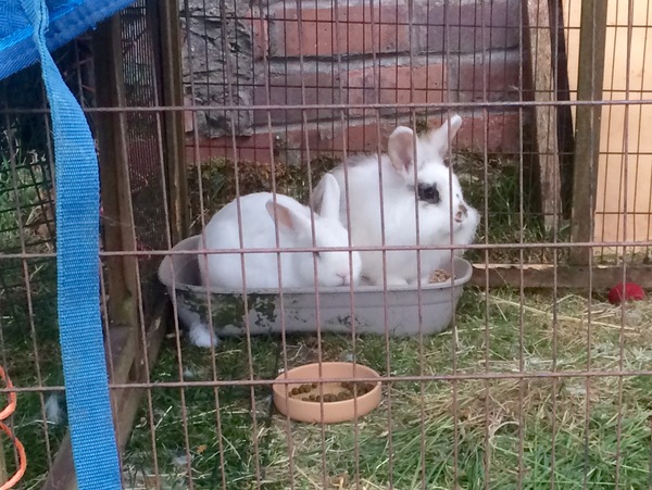 Neutering rabbits question