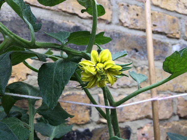 Allotment/Veg Patch Thread 12! Plotmenters hoping for better weather