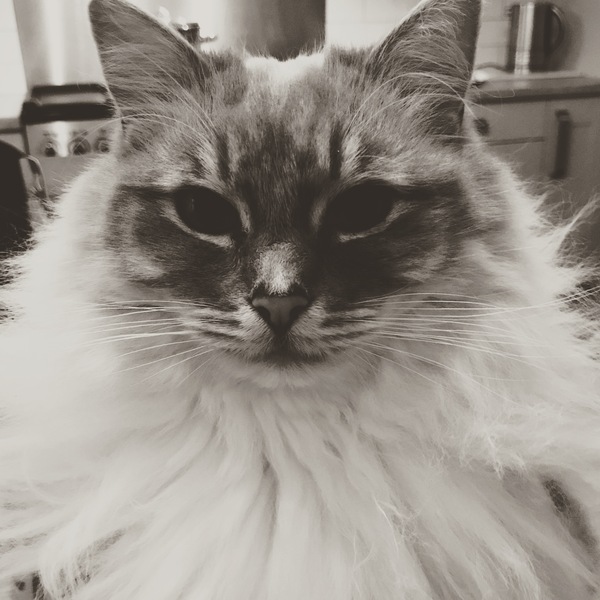 Rag doll fan thread!