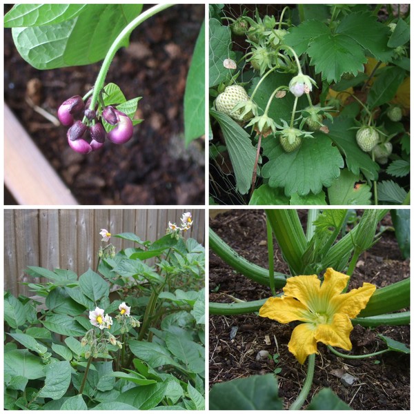 Allotment/Veg Patch Thread 12! Plotmenters hoping for better weather