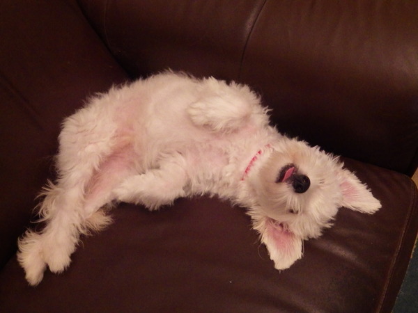 AIBU to think nobody has a dog as good as mine?!