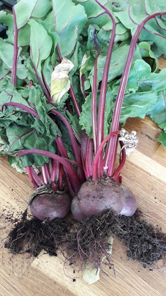 Allotment/Veg Patch Thread 12! Plotmenters hoping for better weather