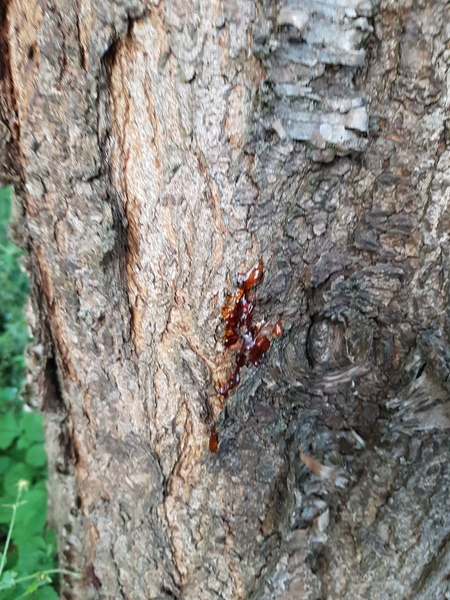 Is this tree rescuable?