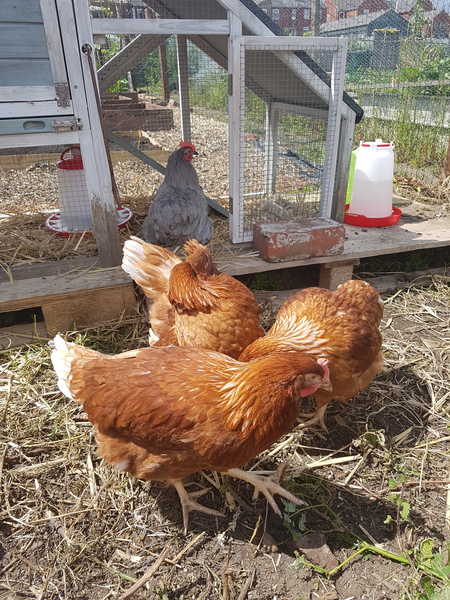 Allotment/Veg Patch Thread 12! Plotmenters hoping for better weather