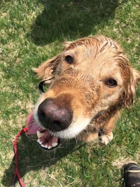 Calling all Golden Retriever owners....