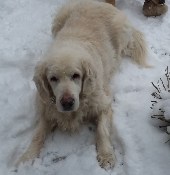 Calling all Golden Retriever owners....