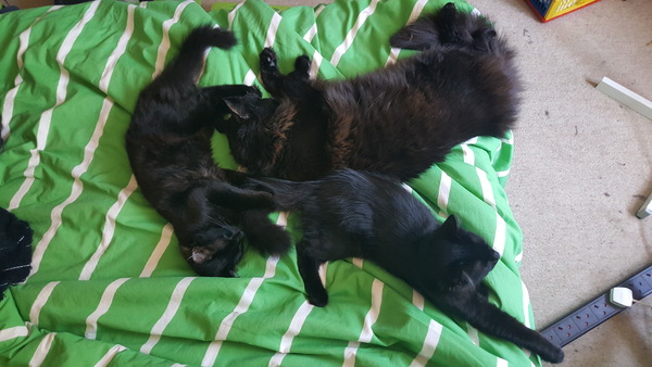 What's your DCat up to today? Episode 6, Return of the... Cats?