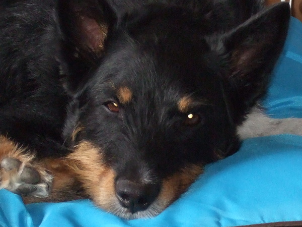 Rescue dog - for first time dog owners?