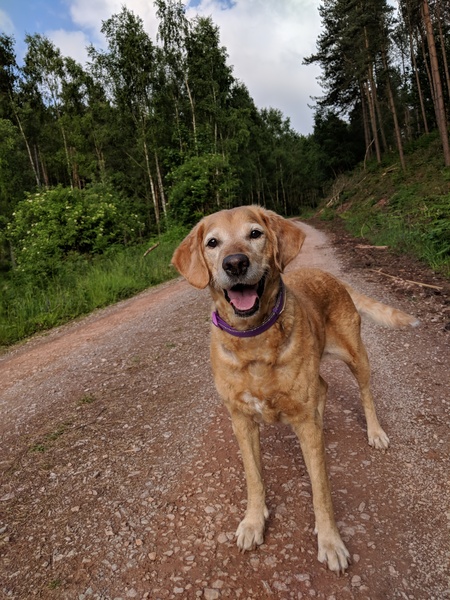 My beautiful DDog has incurable cancer