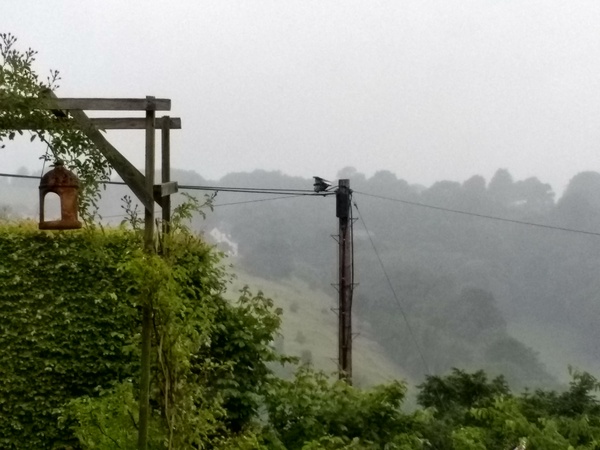 AIBU to think that if you hate animals you shouldn't move to the countryside?