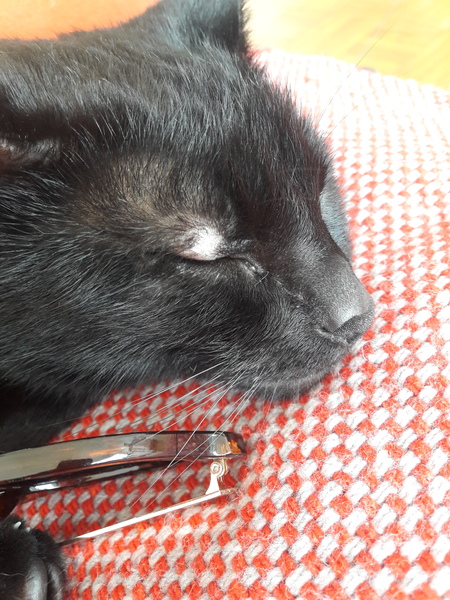 My cats eyelid (pic)