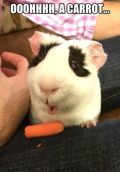 My chomping colleague