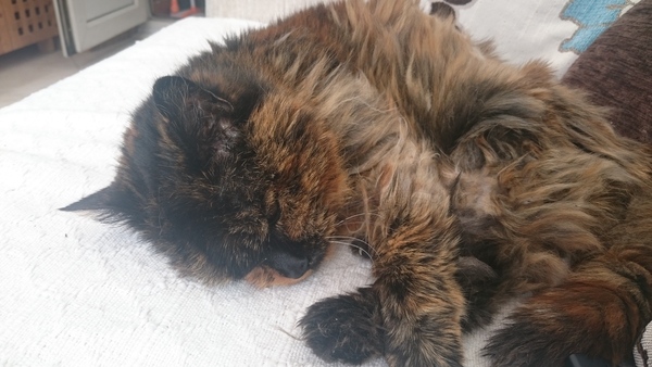 what is it with cats?