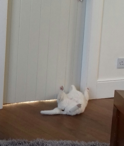 What's your DCat up to today? Episode 6, Return of the... Cats?